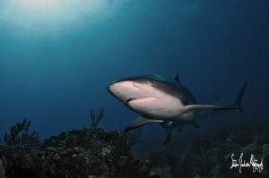 This image was taken during an afternoon of diving with l... by Steven Anderson 